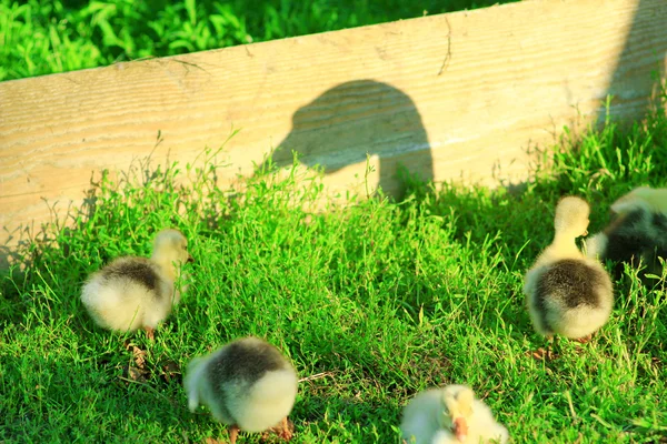 Sombra de ganso que guarda sus goslings — Foto de Stock