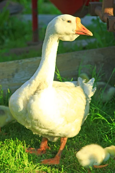 Giovani goslings con oca — Foto Stock