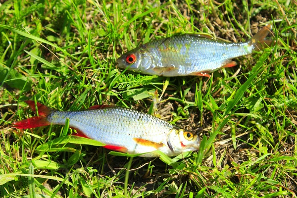 Two caught ruddes on the grass — Stock Photo, Image