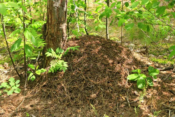 Gran colina de hormigas en el bosque — Foto de Stock