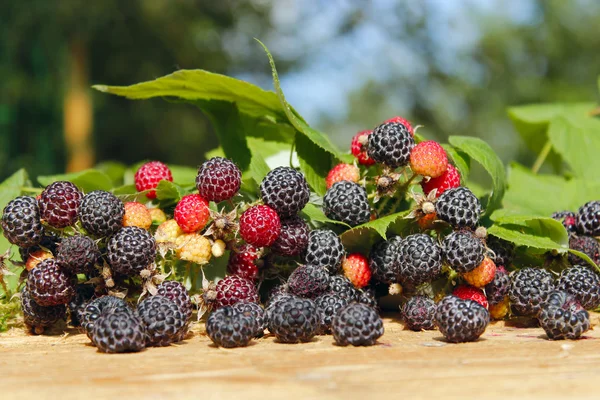 与很多成熟的浆果的黑树莓 — 图库照片