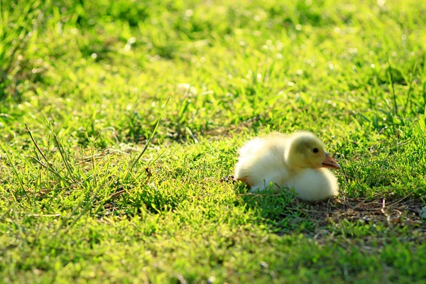 Gosling na trawie — Zdjęcie stockowe