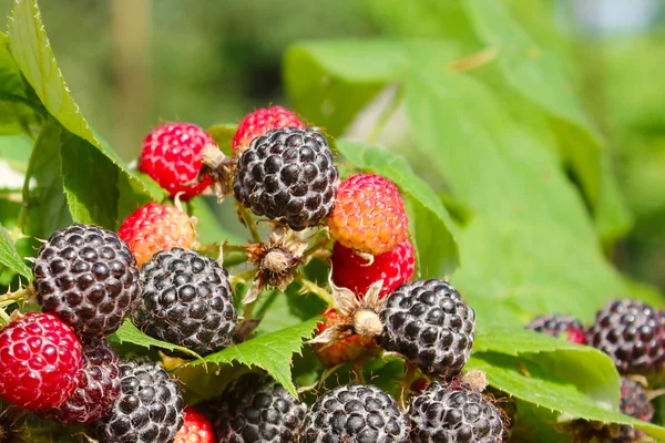 Lampone nero con un sacco di bacche mature — Foto Stock