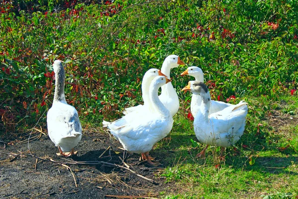 Vuelo de gansos blancos en el prado — Foto de Stock
