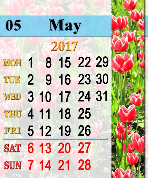 Calendario de mayo 2017 con tulipanes en el macizo de flores — Foto de Stock