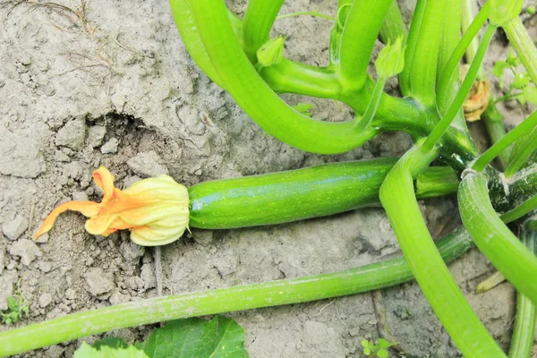 Zucchine acerbe in giardino — Foto Stock