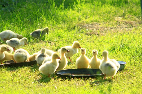 Barnaskaran av gässlingar på gräset — Stockfoto