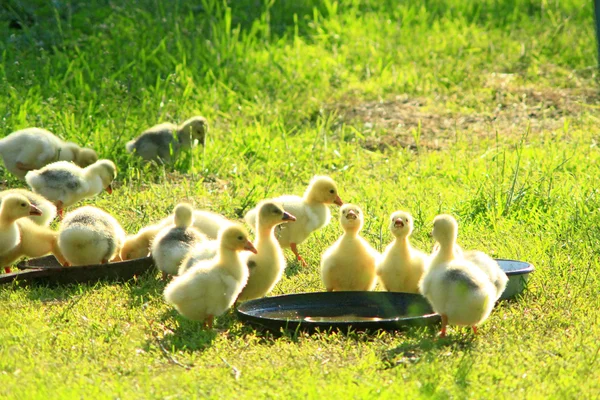 Brood of goslings on the grass — Stock Photo, Image