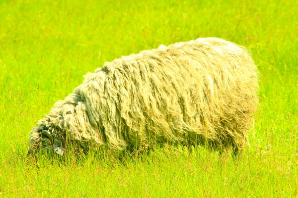 Owce pasące się na trawie — Zdjęcie stockowe