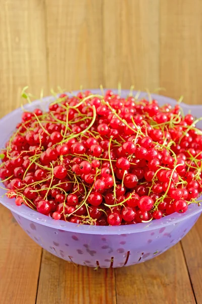 Berries of red currant on the plate — Stock Photo, Image