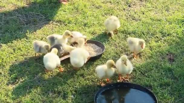 Young goslings with goose — Stock Video