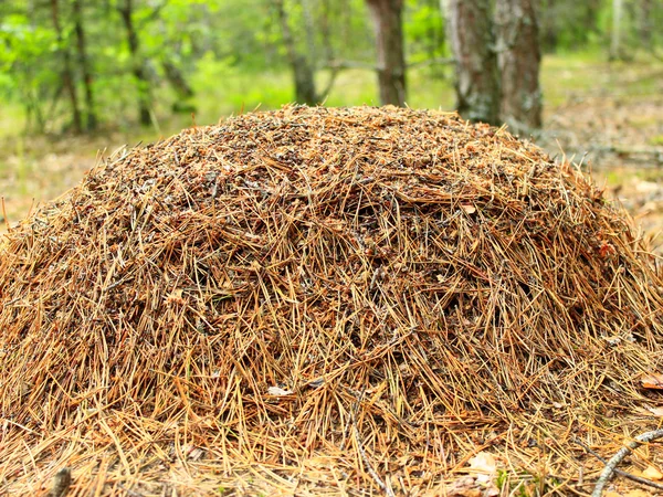 Großer Ameisenhügel im Wald — Stockfoto