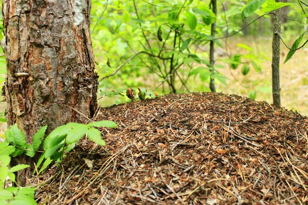 Stor myrstack i skogen — Stockfoto