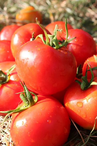 Culture riche de tomates rouges — Photo