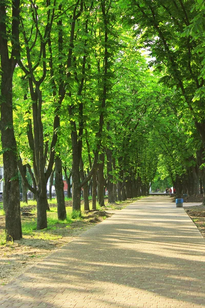 Gyalogút a fák nagy parkban — Stock Fotó