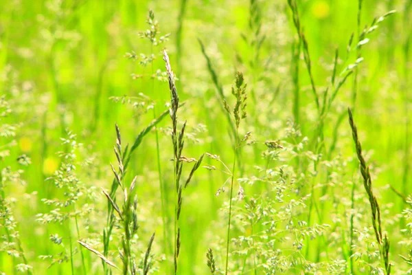 Louka s trávou — Stock fotografie