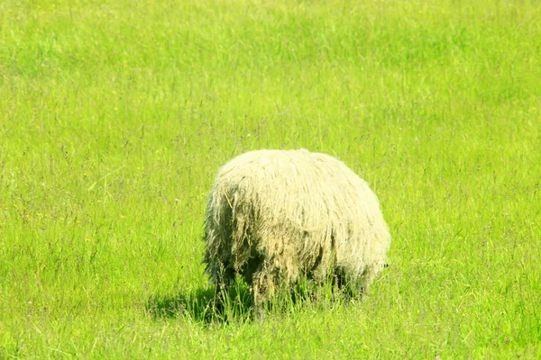 Вівці пасуться на траві — стокове фото