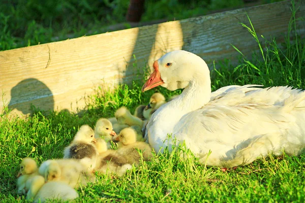 Ganso con sus goslings en la hierba — Foto de Stock