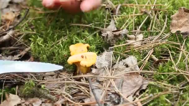 main avec couteau coupant petite Chanterelle  