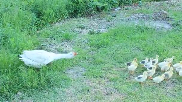 Goslings con ganso en la hierba — Vídeo de stock