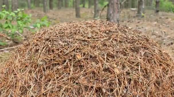 Großer Ameisenhügel im Wald — Stockvideo