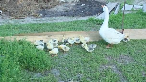 Goslings con ganso en la hierba — Vídeos de Stock