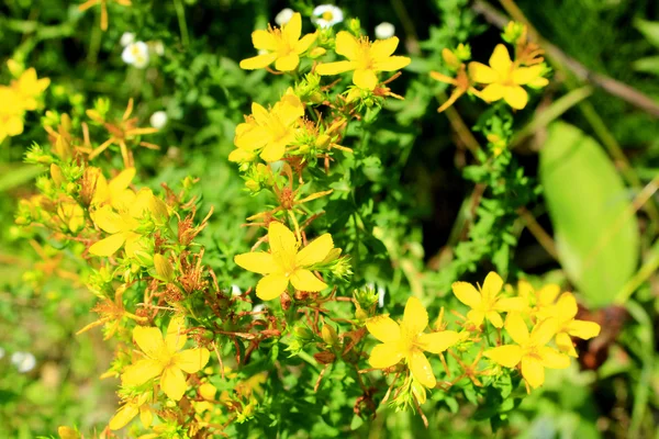 Amarillo hermosas flores de la hierba de San Juan — Foto de Stock