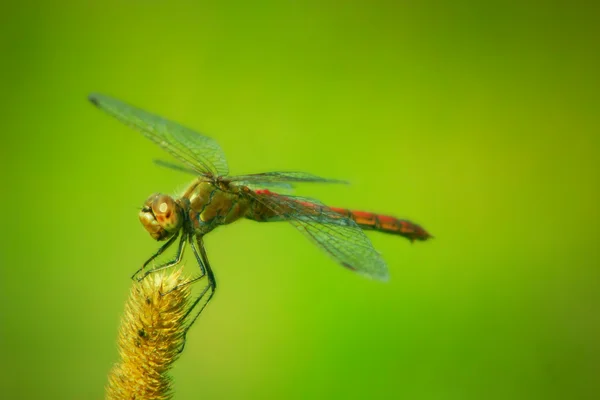 Dragonfly zittend op de plant — Stockfoto