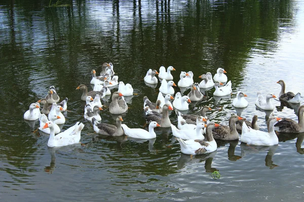 Voo de gansos domésticos nadando no rio — Fotografia de Stock