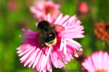 Bumblebee aster üzerinde oturur