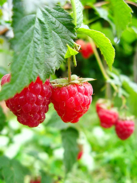 stock image the red  berries of raspberry