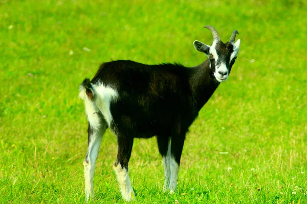 Chèvre sur le pâturage — Photo