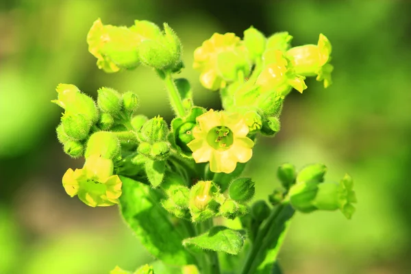 Flowers of tobacco — Stock Photo, Image