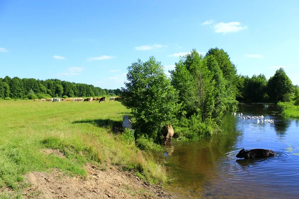 Vaca vai no rio perto do pasto — Fotografia de Stock