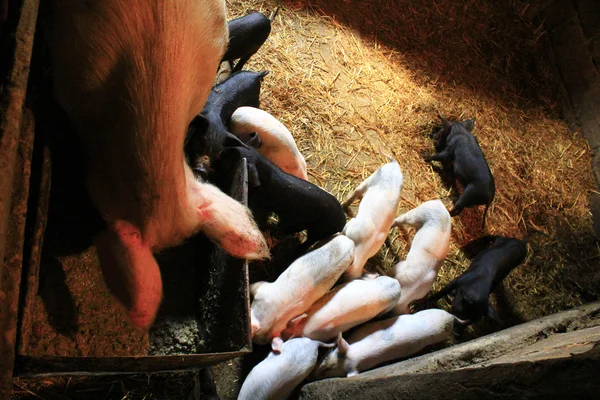 Piglets는 농장에 그들의 어머니와 함께 — 스톡 사진