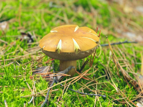 Beautiful mushroom of Boletus badius — Stock Photo, Image