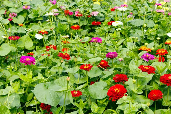 Multicolored flowers of zinnia — Stock Photo, Image