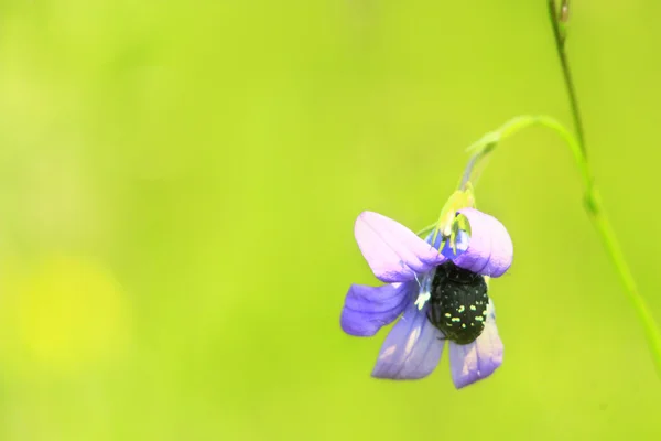 甲虫爬上风铃孔雀的花朵 — 图库照片