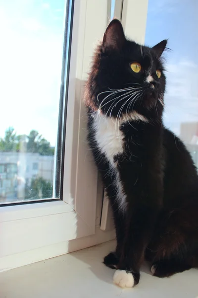 Gato negro se sienta en la ventana-alféizar — Foto de Stock