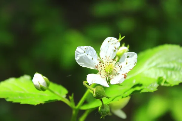 Blommande blomma av vilda hallon — Stockfoto