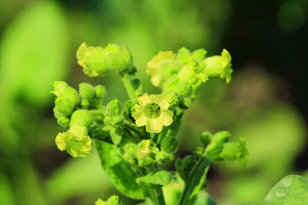 Bloemen van tabak — Stockfoto