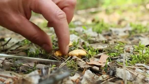 手用刀切断小蘑菇 — 图库视频影像