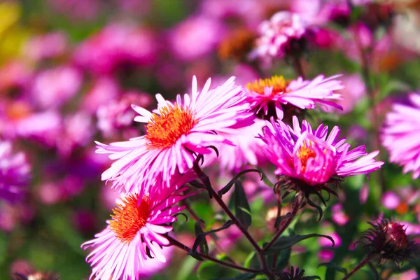 Red beautiful asters in the garden — Stock Photo, Image