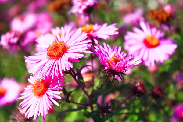 Rote schöne Astern im Garten — Stockfoto