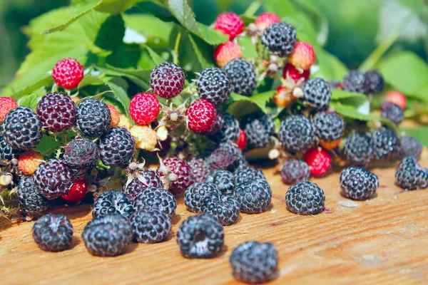 Gewas van zwarte frambozen — Stockfoto