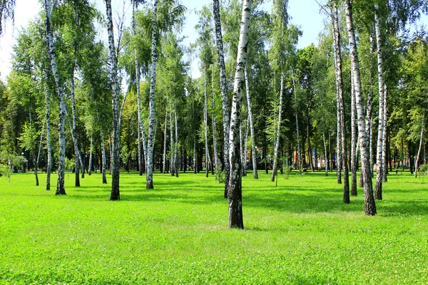 Wunderschönes Birkenholz im August — Stockfoto