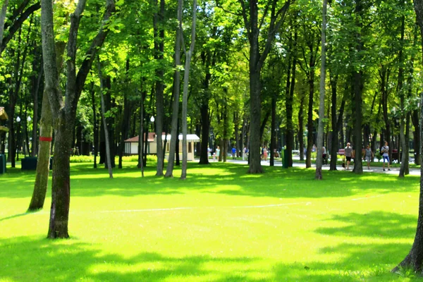 Fußweg im Park mit großen Bäumen — Stockfoto