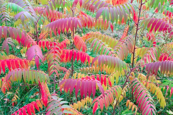 Hojas multicolores de otoño en el árbol —  Fotos de Stock