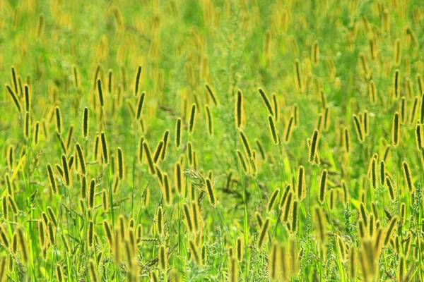 High green grass on the meadow in the summer — Stock Photo, Image