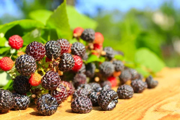 黑树莓果实 — 图库照片